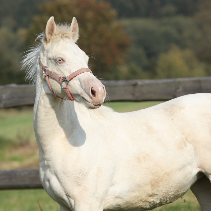 albino horse