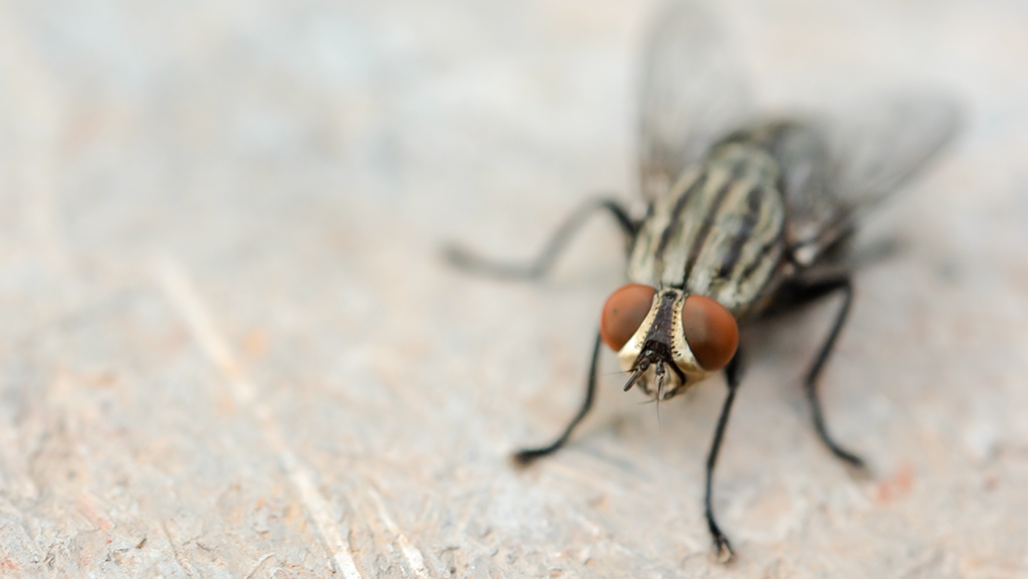 Insects Bugs Educational Crawlies Nature! 12 Mini plastic Creepy Crawleys 