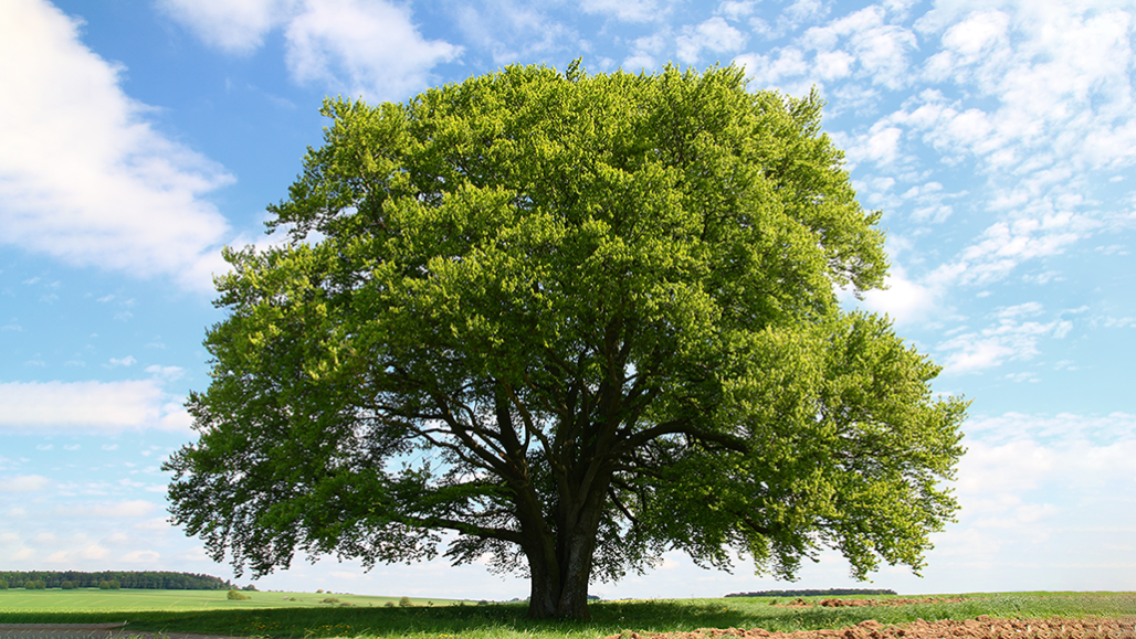 Let's learn about trees | Science News for Students