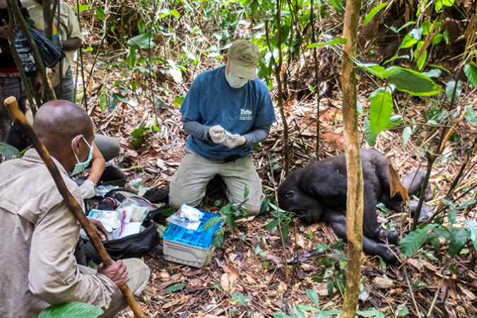 researchers collecting samples from a sedated gorilla