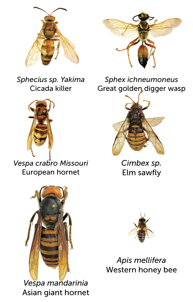 Wasps, bees and hornets size chart