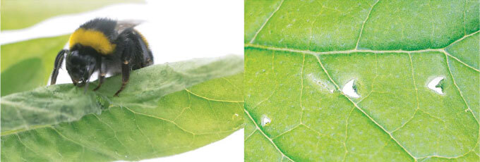 Bee on leaf, leaf with holes