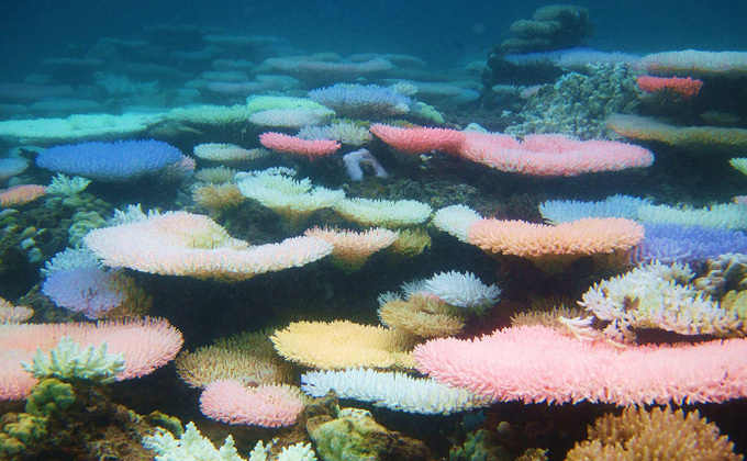 Acropora corals in the Philippines