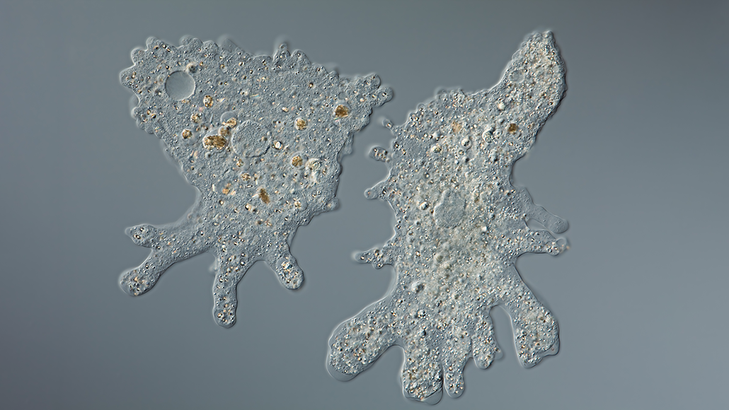 a microscopic image of two amoebas