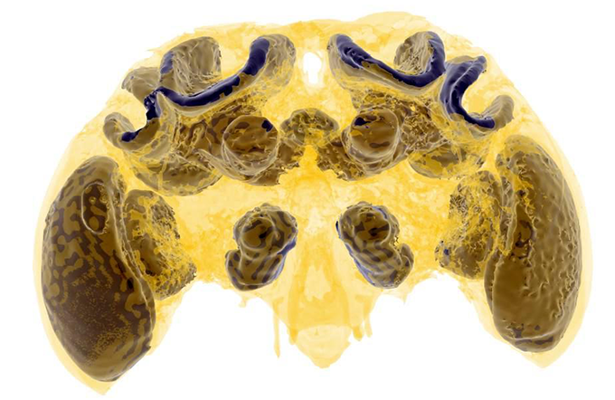 a micro-CT scan of a bumblebee brain
