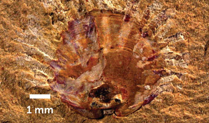 fossilized brachiopod