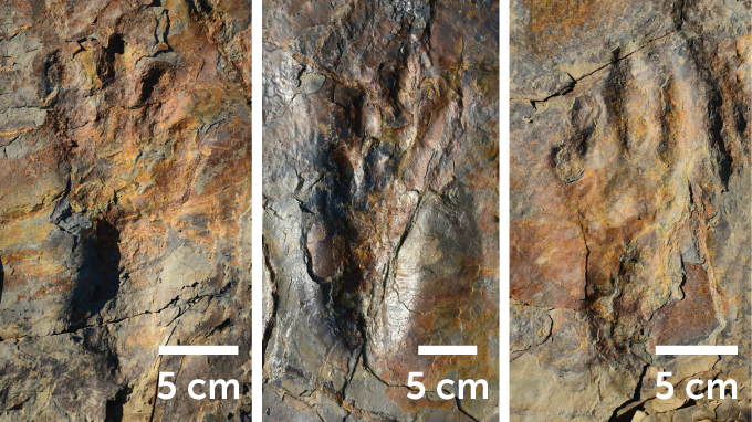 fossil footprints