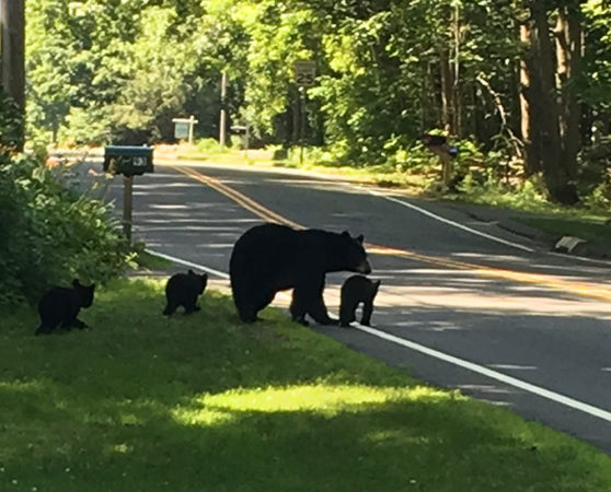 a mother bear with three cubs crossing a road