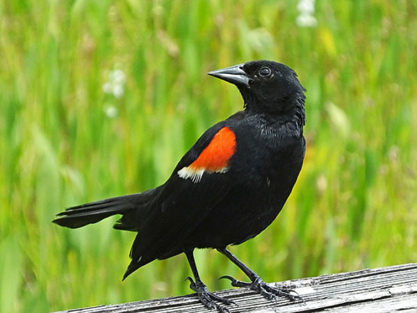 a photo of a red winged blackbird