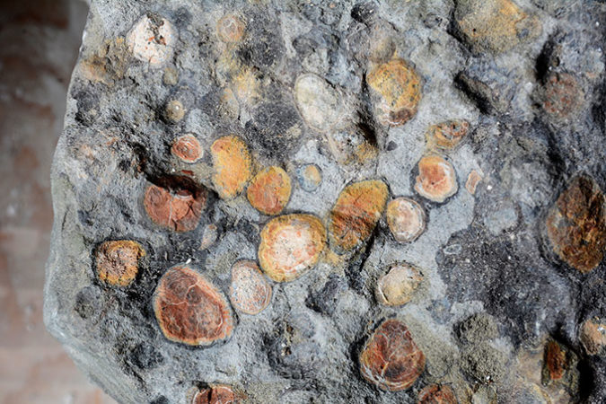 a fossil of a dinosaurs stomach showing rocks the dino swallowed to help with digestion
