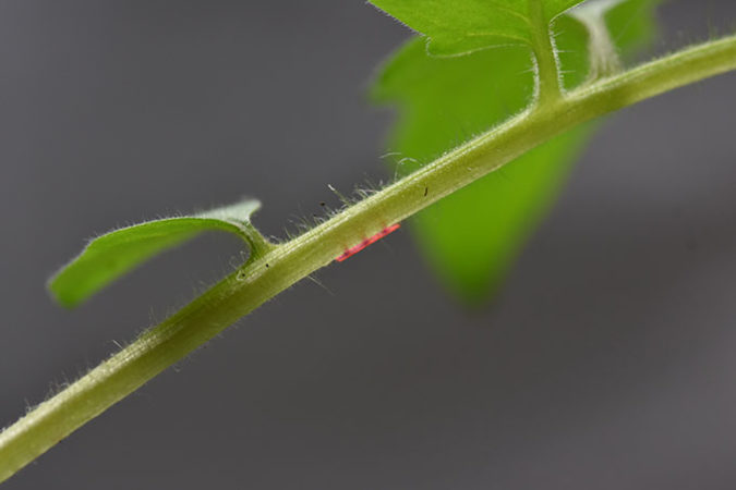 a photo of a microneedle patch on a tomato plant