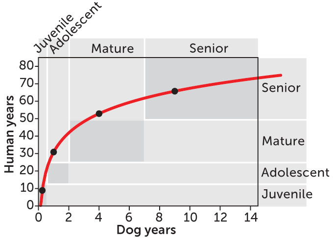 Dog age graphic