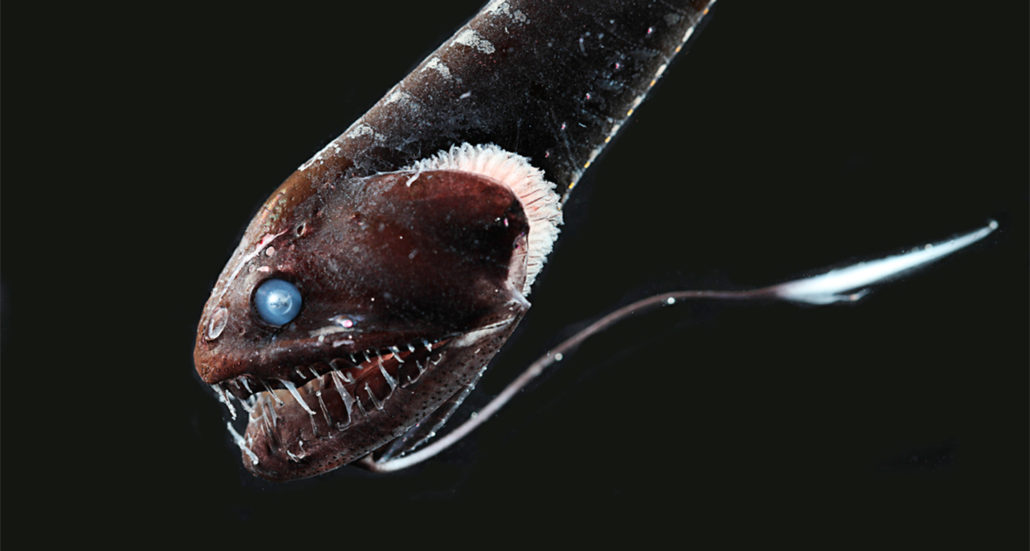 Blackdragon fish can disappear in the deep sea’s darkness 071520_eg_ultrablackfish_feat_rev-1030x551
