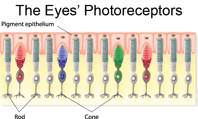 a diagram of the eye's photoreceptors