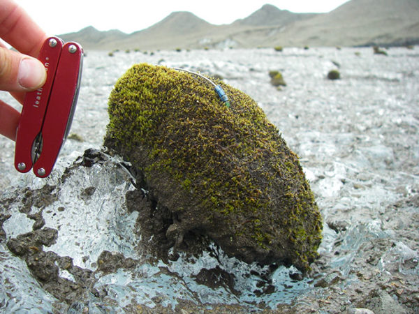 a close up photo of a glacier mice with a id band