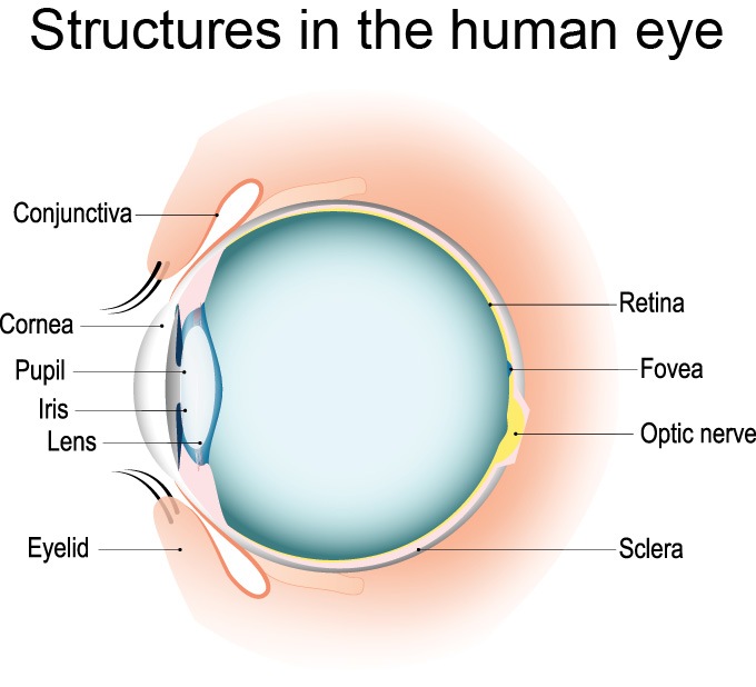 a diagram showing the structures of the human eye