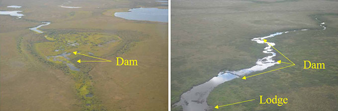 aerial photos showing where beavers built dams or lodges