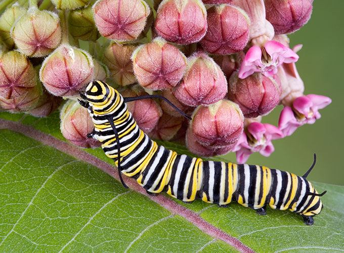 a monarch caterpillar on a milkweed plant