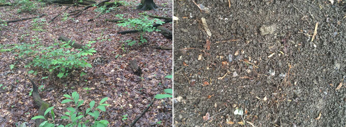 Forest leaf litter before and after jumping worm activity