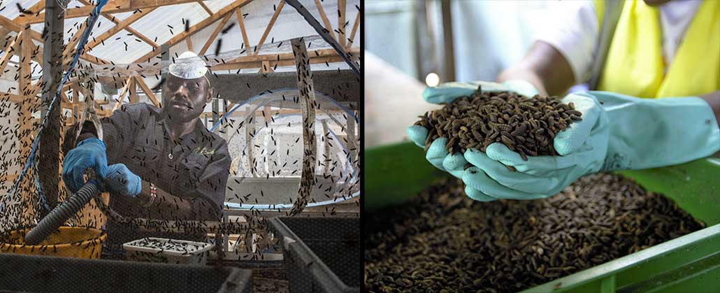 a composite of two photos, one shows an employee breeding black soldier flies, the second shows the black soldier fly larvae