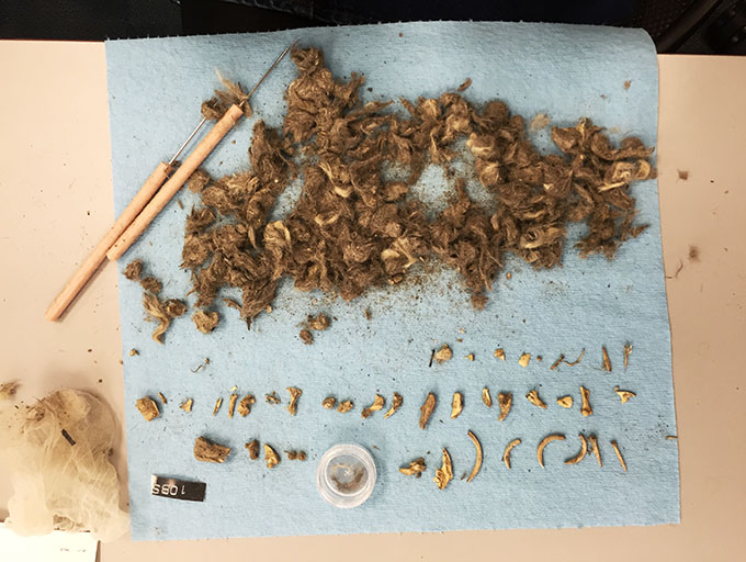 a photo of dissected coyote scat