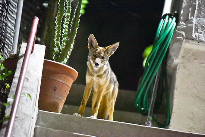 a coyote pup standing on some stairs