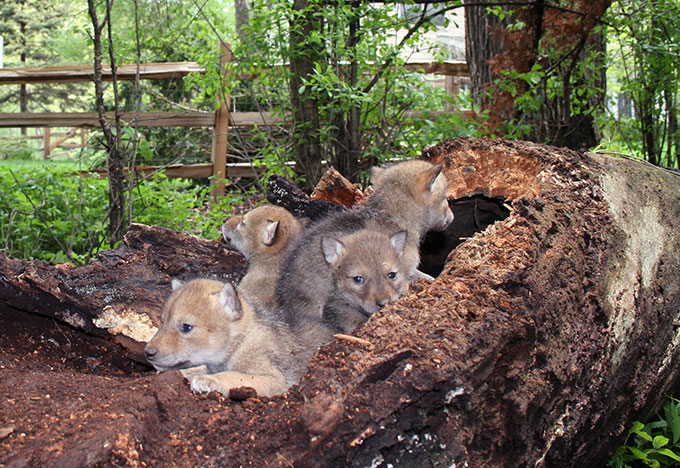 a pile of coyote pups on a rotting log in a suburban backyard