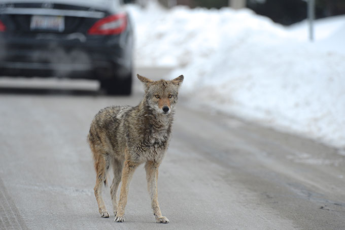 a coyote standing on a road on a cold day