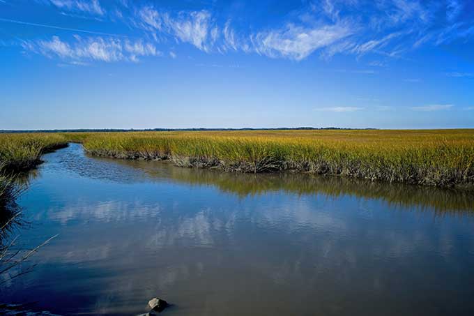 a salt marsh along the coast of Delaware