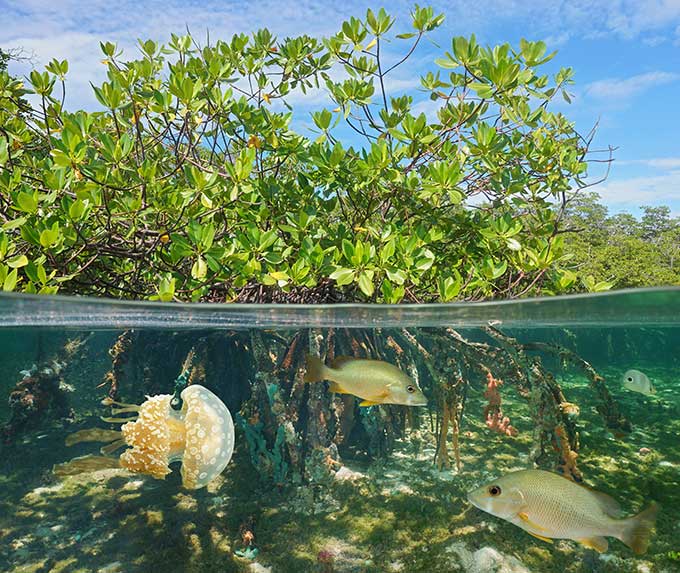 a photo of a mangrove underwater and abovewater