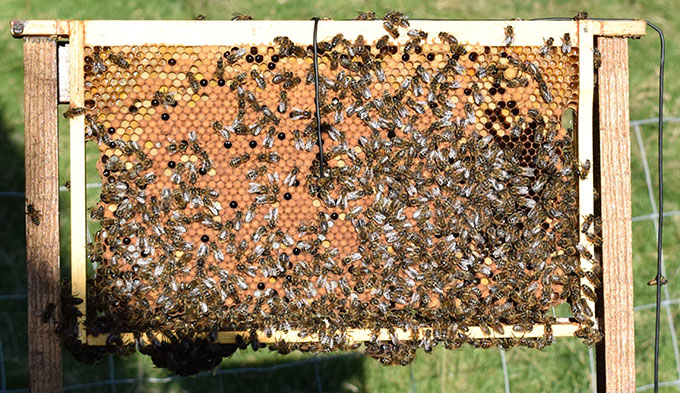 a photo of a wooden frame from a bee hive with vibration detectors attached
