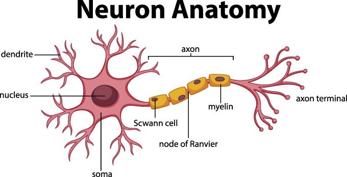 a diagram of a neuron