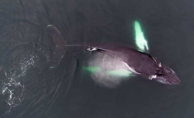 a photo of a humpback whale surfacing from above