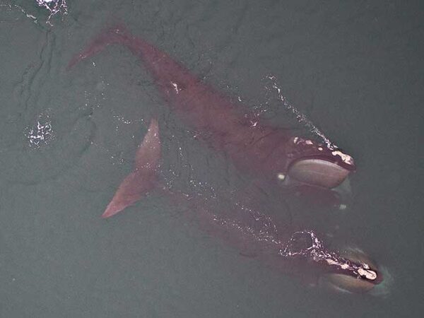 a pair of right whales swimming photographed from above