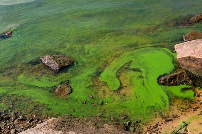 a photo of green algae bloom floating on the surface of river water