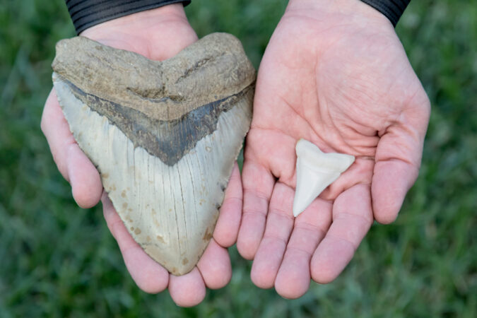 Megalodon shark tooth compared to great white shark tooth