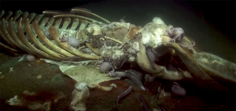 an image of a whale carcass being feasted on by bottom dwellers