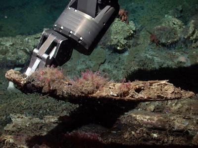 pink tendrils come out of a whale bone underwater