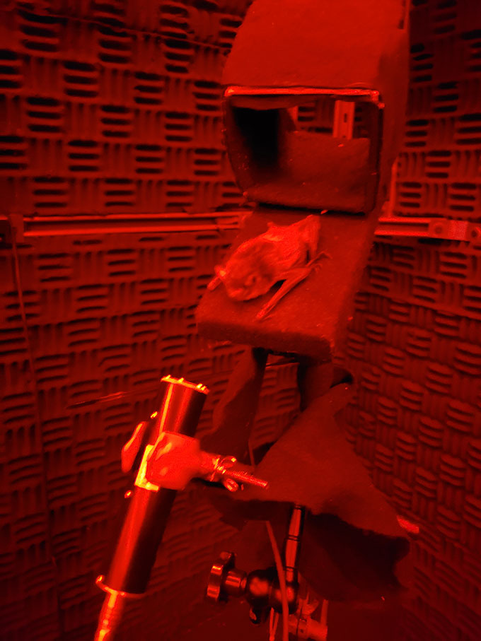 a bat in front of a microphone under red light