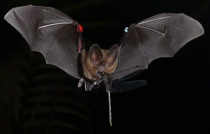 a bat flying with a dragonfly in its mouth