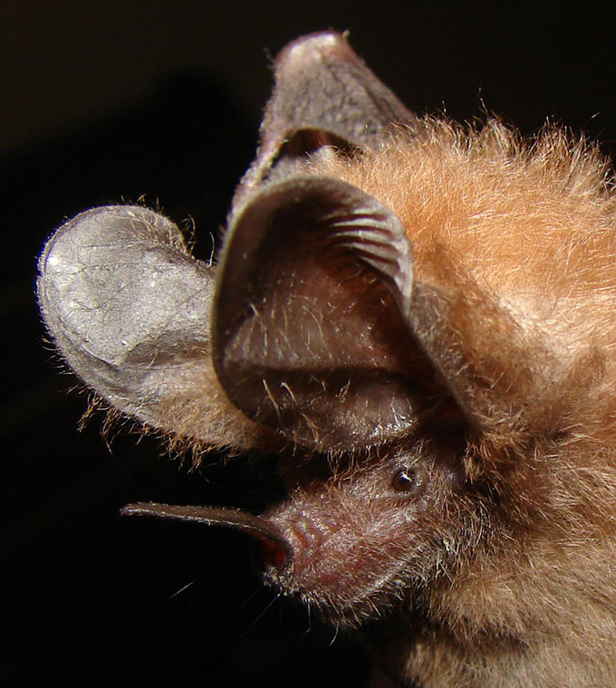 a headshot of a common big-eared bat