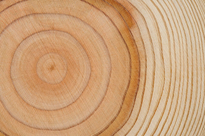 a photo of tree rings