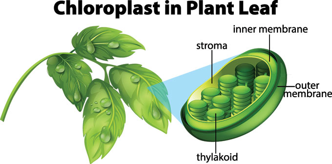 Explainer: How photosynthesis works | Science News Explores