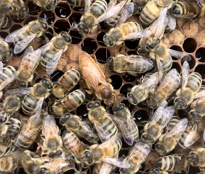 a photo of a bunch of bees on a honeycomb a larger bee (the queen) is in the middle