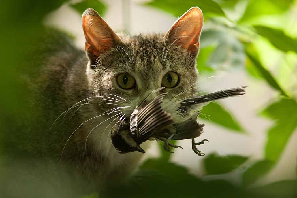 a photo of a cat holding a bird in its mouth