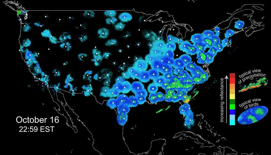 NEXRAD radar map of flocks of migrating birds