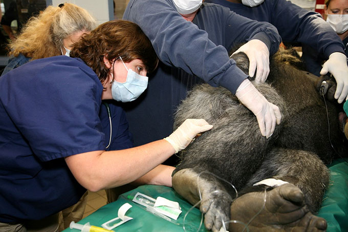 drawing blood from a gorilla