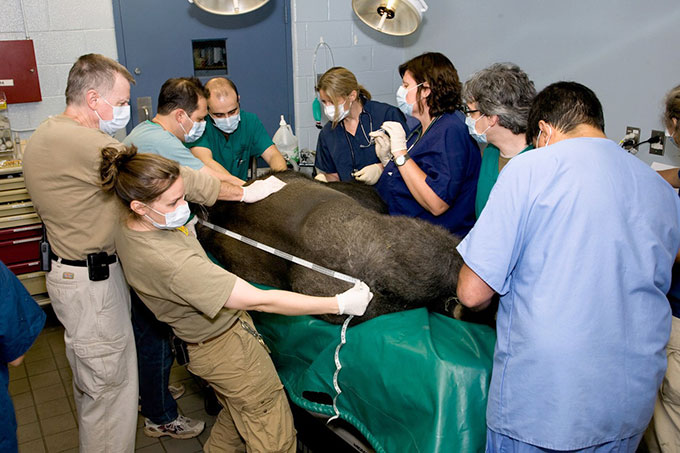 taking measurments and other health info during a gorilla exam