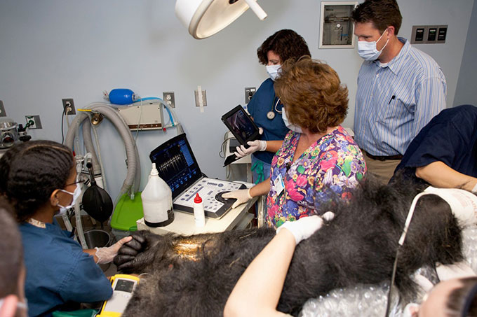 taking an ultrasound of a gorilla's heart