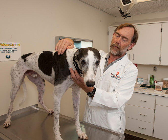 Bruce Smith examining a greyhound